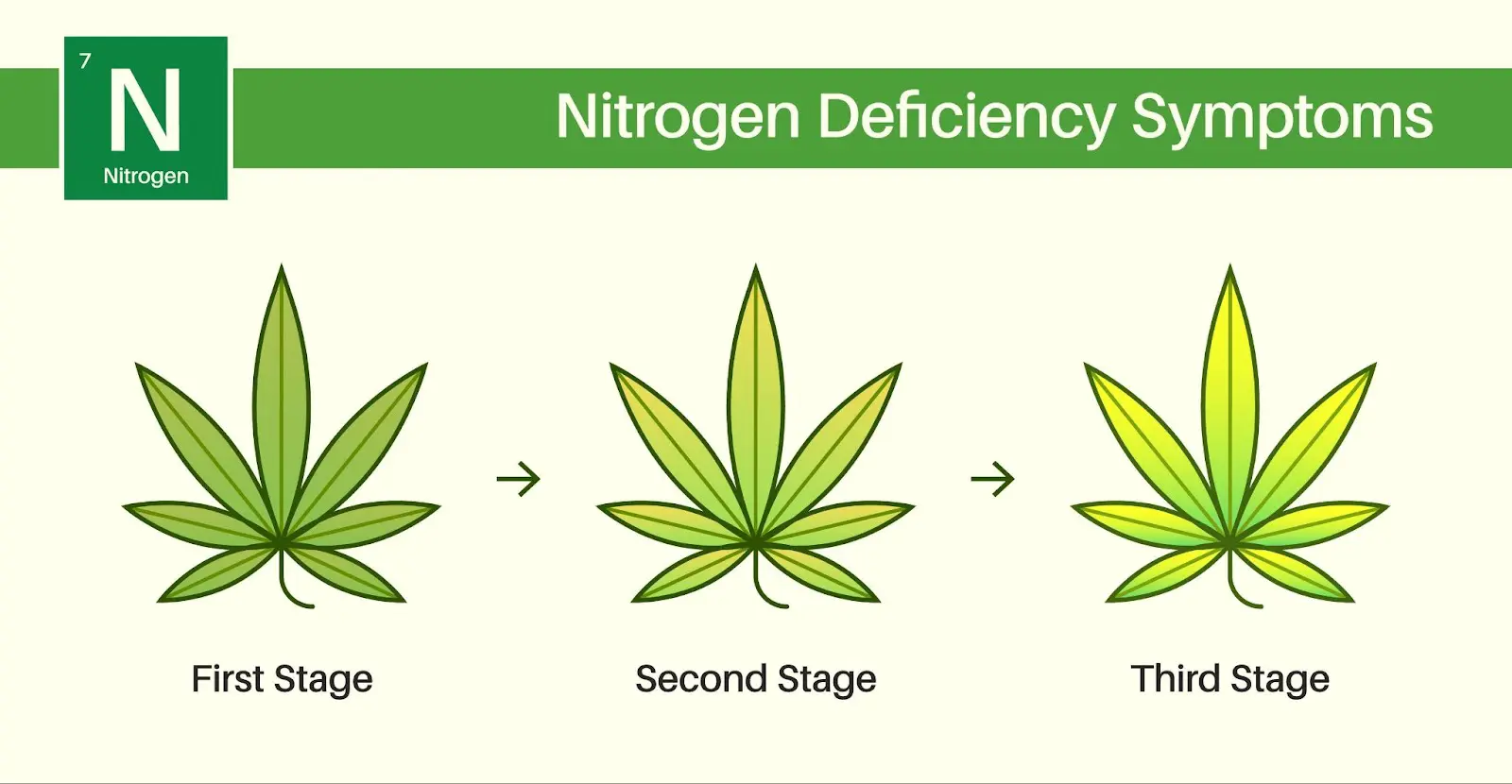 An illustration showing the different stages of yellow leaves on cannabis due to a nitrogen deficiency.