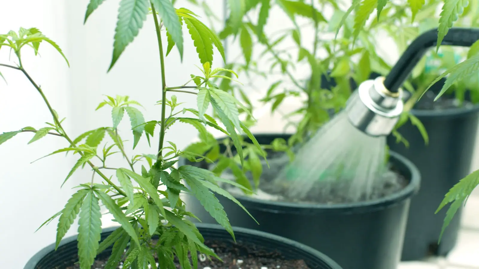 A grower watering a cannabis plant.
