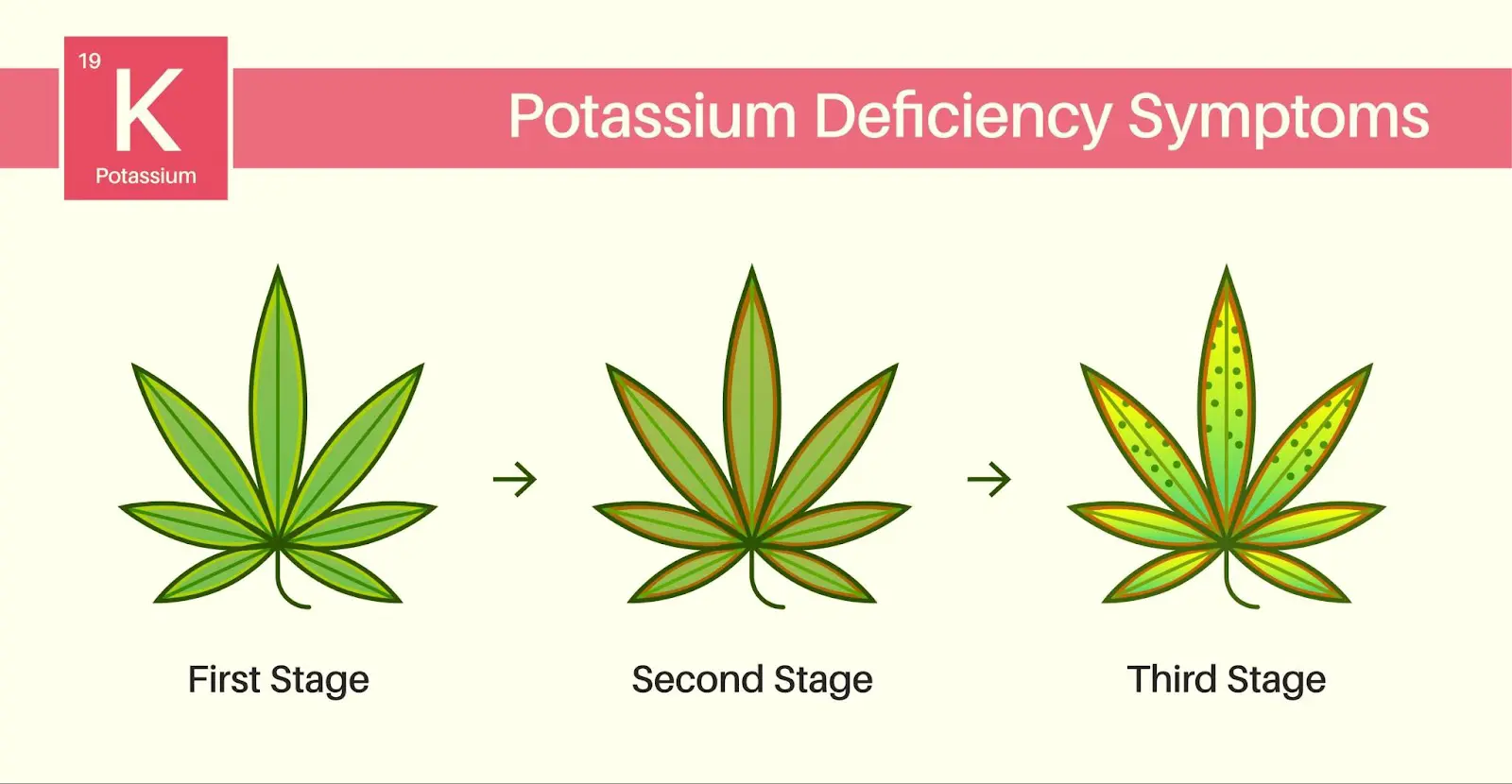 An illustration showing the different stages of yellow leaves on cannabis due to a potassium deficiency.