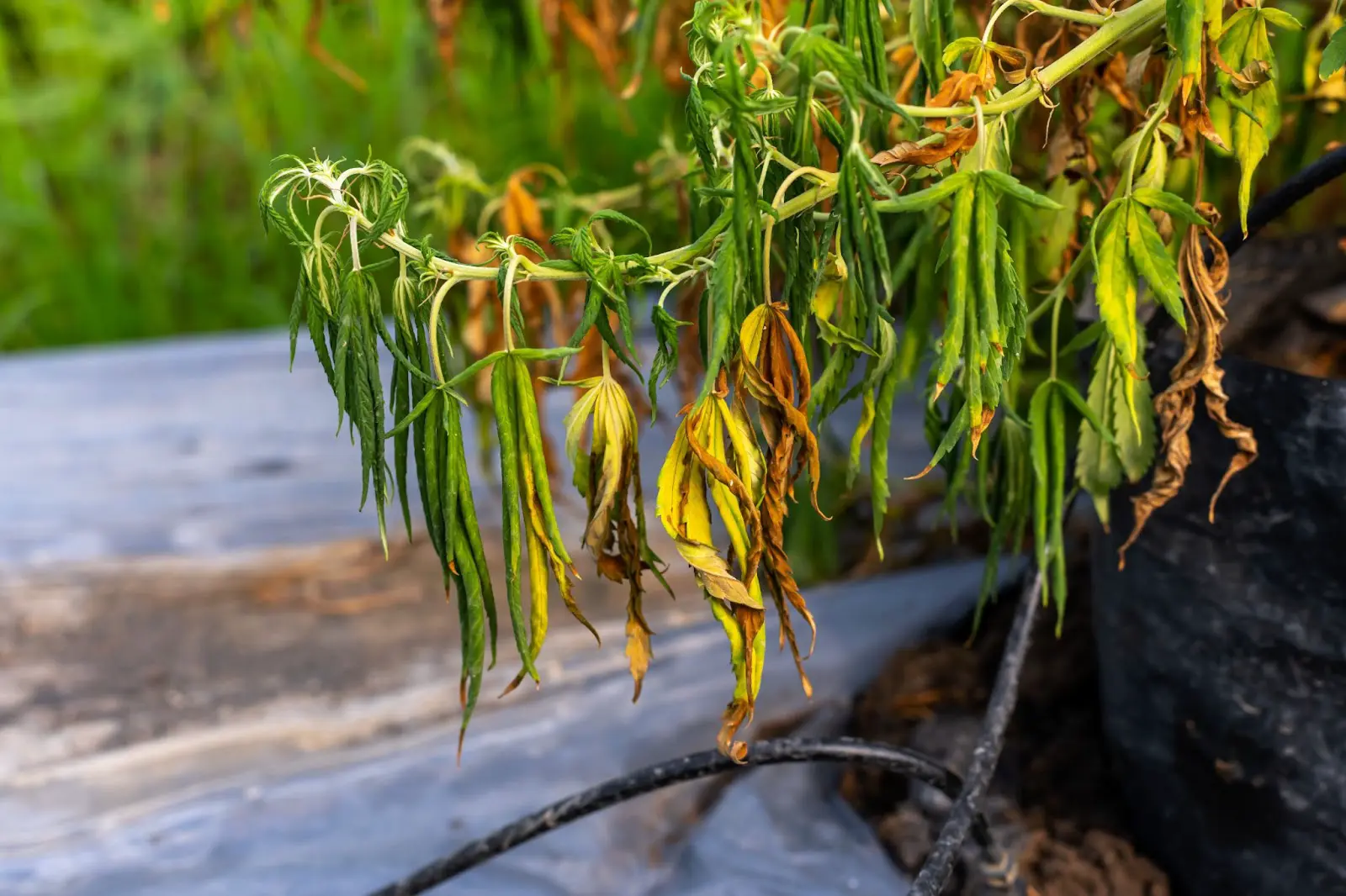 Yellow leaves on cannabis due to a lack of water.